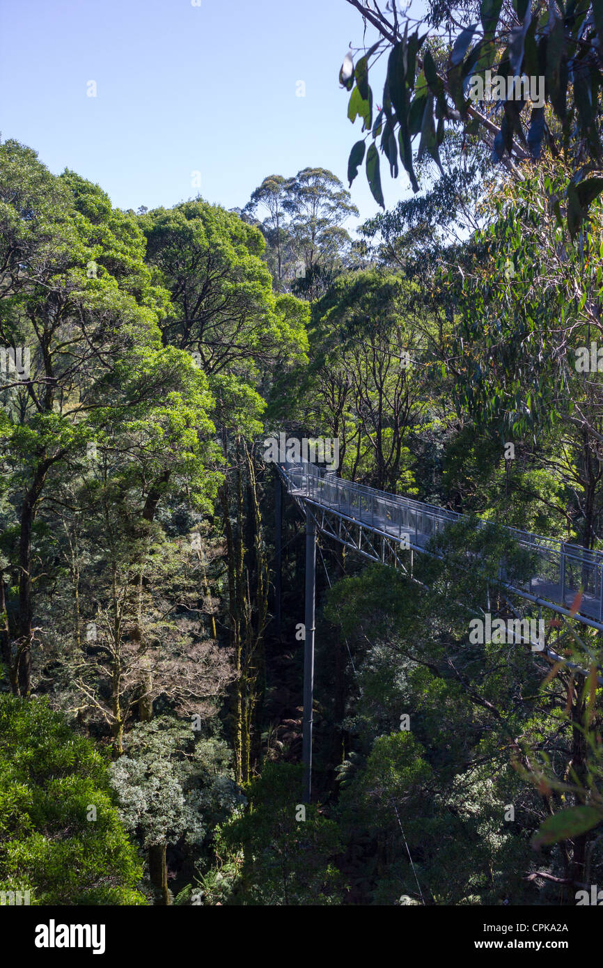 Otway Fly Treetop Walk, Great Otway National Park, Victoria, Australie Banque D'Images
