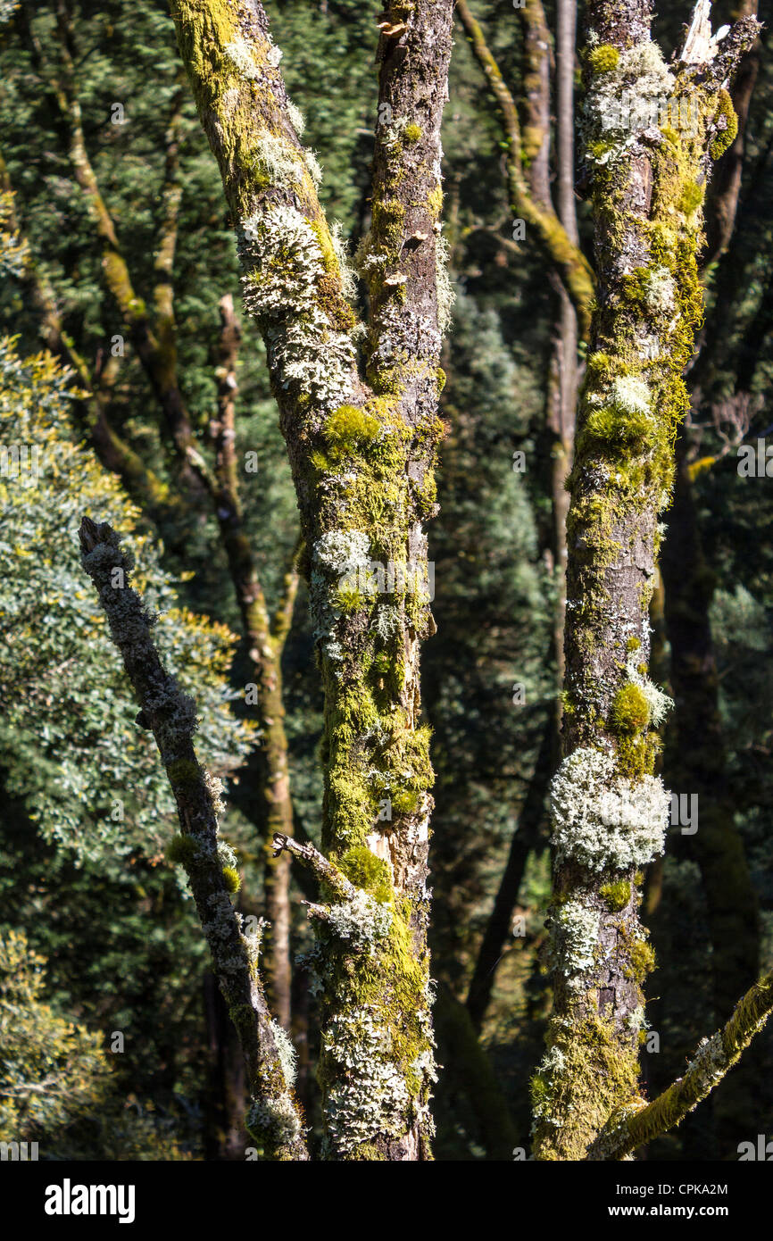 La croissance des lichens sur les arbres dans le parc national Great Otway, Victoria, Australie Banque D'Images