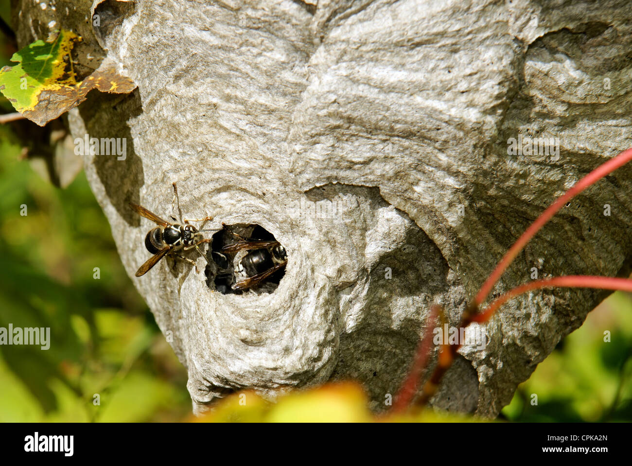 À guêpes Dolichovespula maculata, ou, pour en revenir à leur nid de papier à demi caché entre les brindilles et les feuilles. Banque D'Images