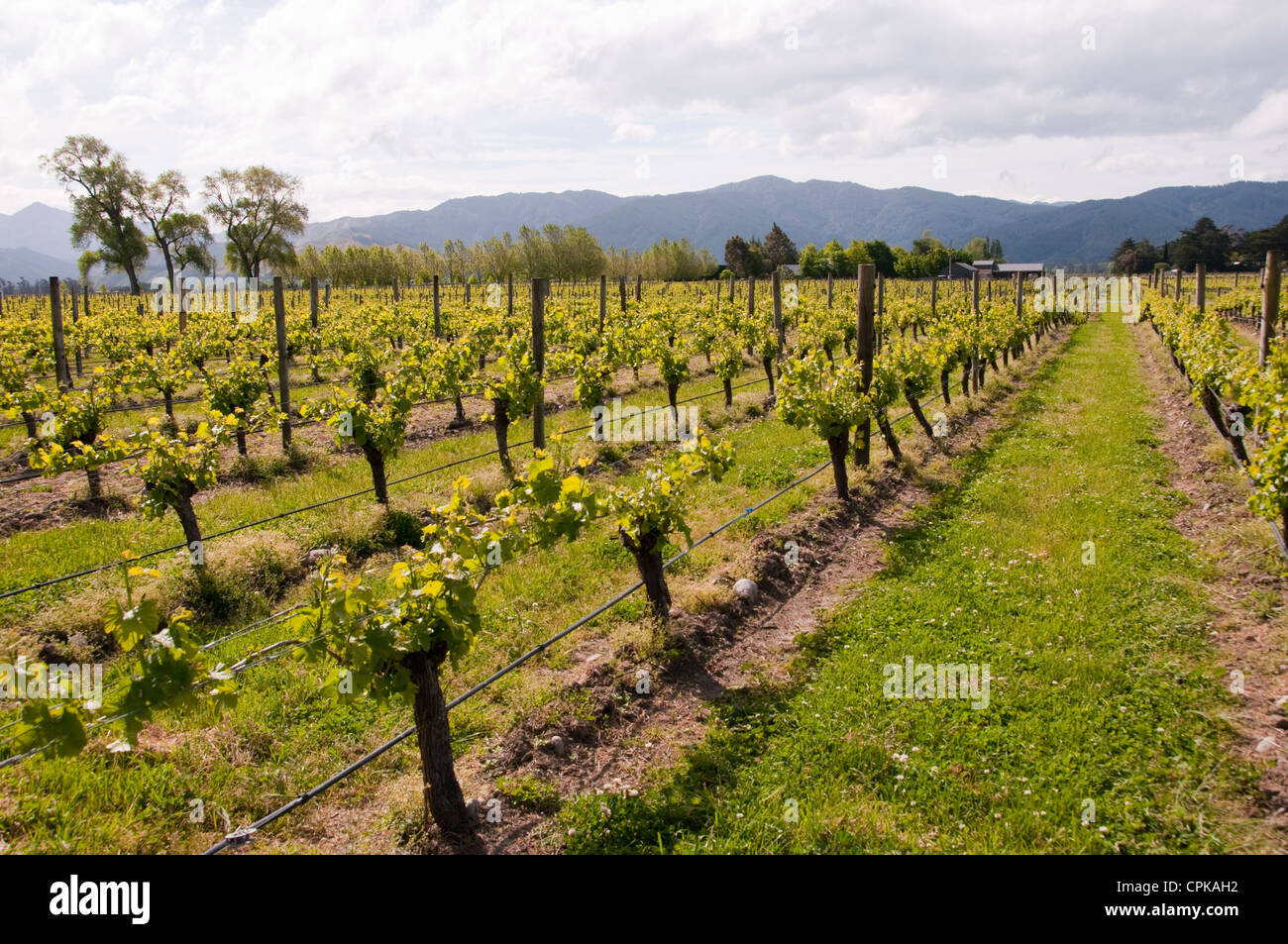 L'île du Sud Nouvelle-zélande Marlborough, vignes à Cloudy Bay vignobles. Banque D'Images