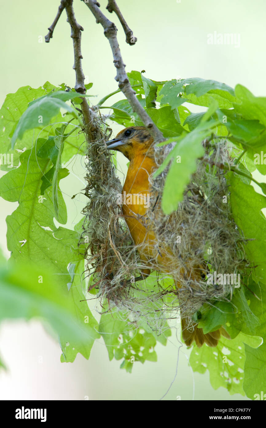 Femelle Baltimore Oriole Nest Building - oiseau chanteur aviaire vertical Banque D'Images