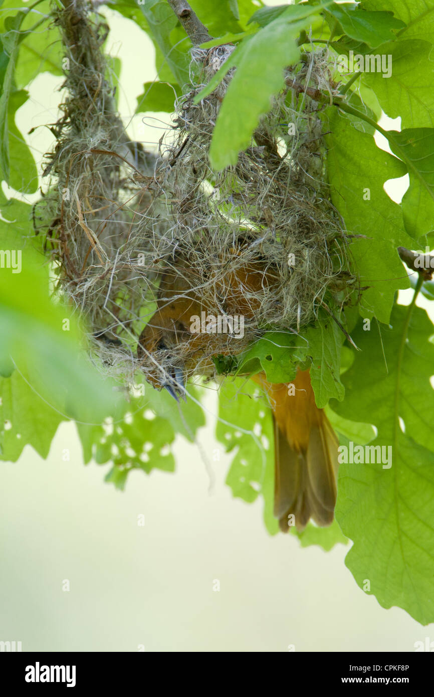 L'Oriole de Baltimore femelle la construction du nid - verticale Banque D'Images