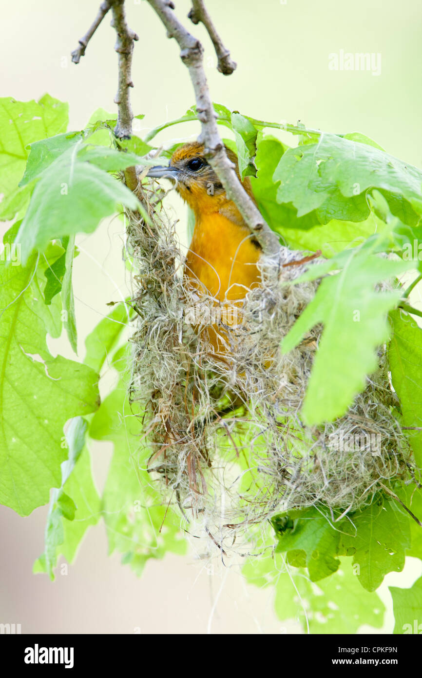 Femelle Baltimore Oriole Nest Building - oiseau chanteur aviaire vertical Banque D'Images