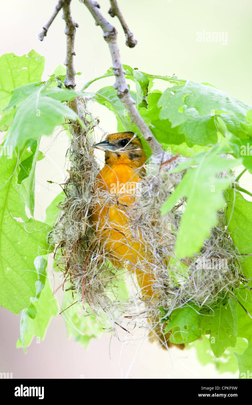 Femelle Baltimore Oriole Nest Building - oiseau chanteur aviaire vertical Banque D'Images