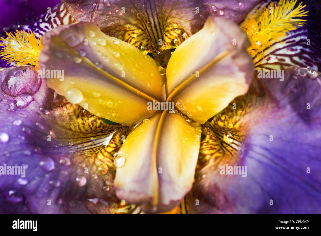 L'allemand, l'iris iris iris germanica ou macro avec des gouttes de pluie Banque D'Images