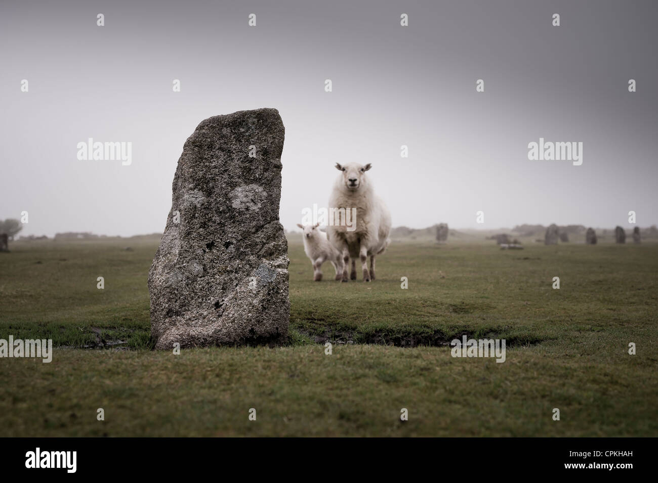 Figurent parmi les cercles de pierre situé sur Bodmin Moor, Cornwall, England, UK. Banque D'Images
