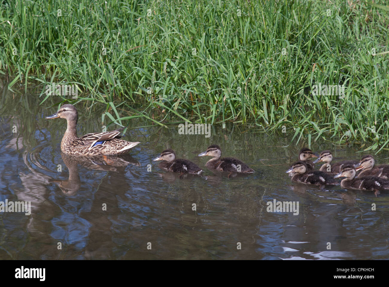 Famille de canards sauvages Banque D'Images