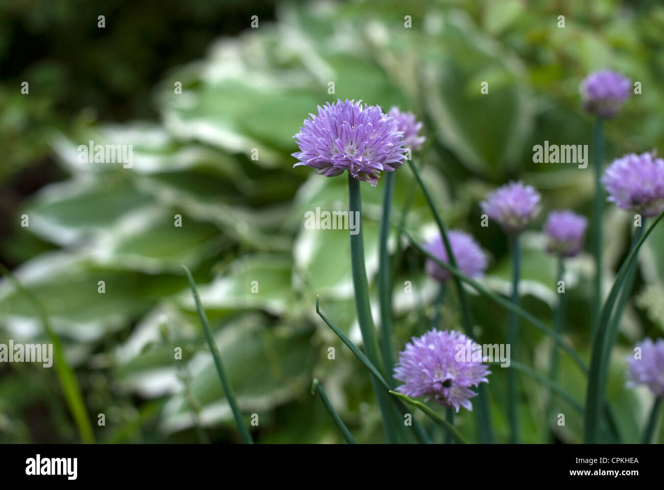 Allium schoenoprasum - ciboulette Banque D'Images