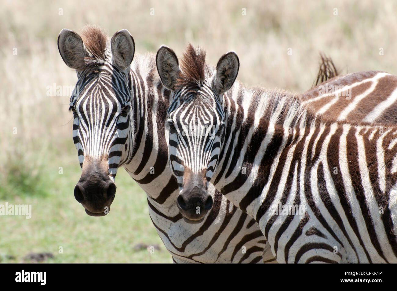 Paire de zèbre dans le Parc National du Serengeti Kenya Masai Mara montrant deux têtes côte à côte Banque D'Images