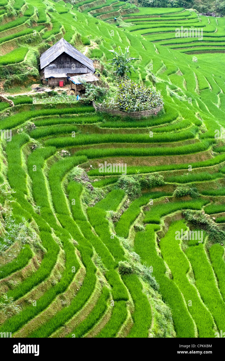 Champ de riz en terrasses vert à Sapa, Vietnam Banque D'Images