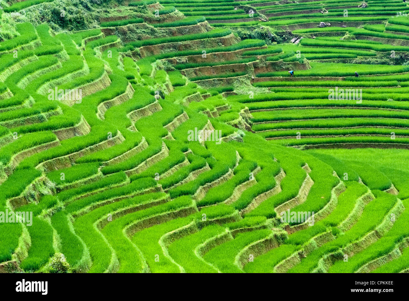 Champ de riz en terrasses vert à Sapa, Vietnam Banque D'Images