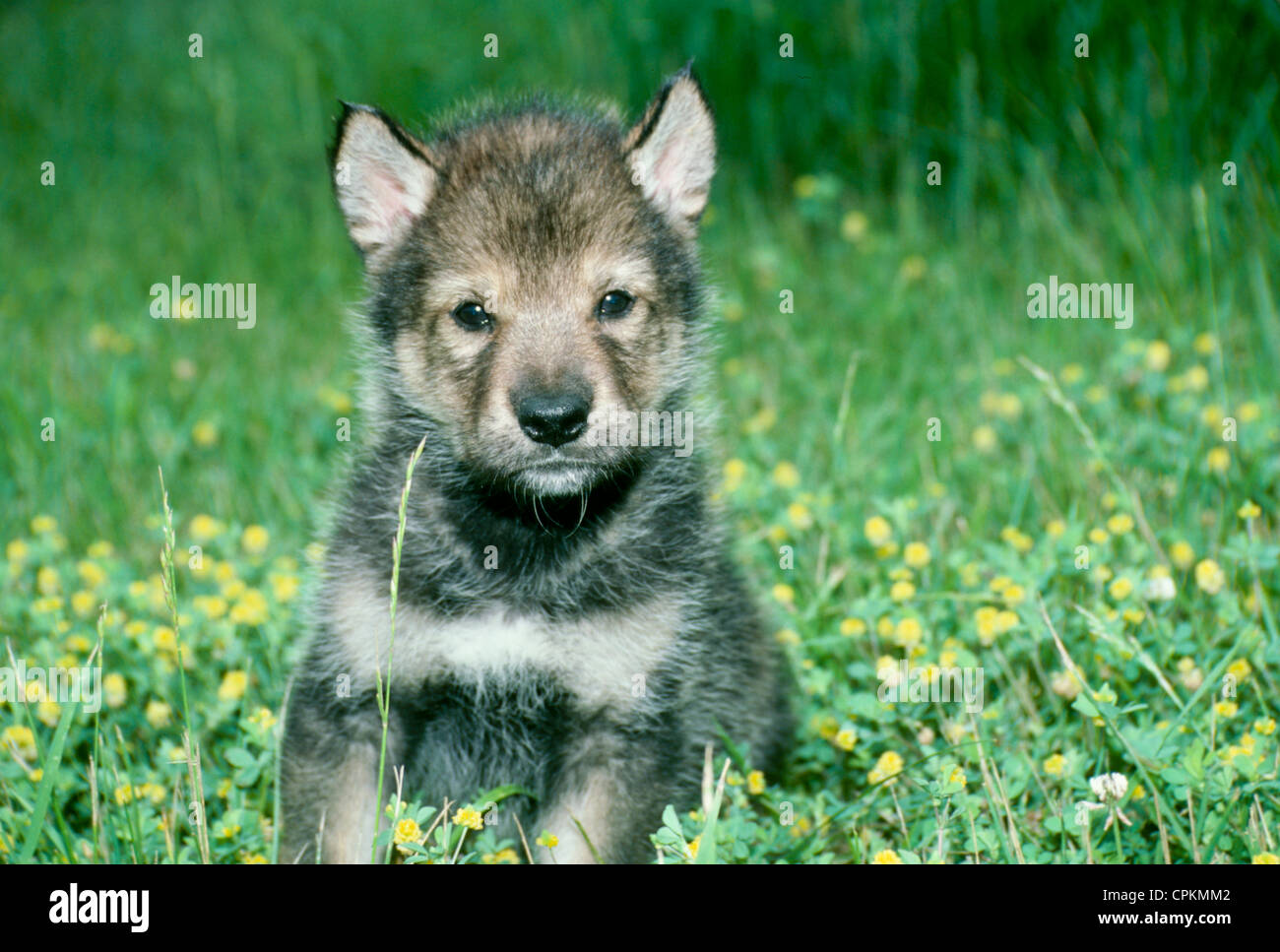 Grey Wolf pup hybride, partie Alaskan Malamute, assis dans les champs de fleurs jaunes Banque D'Images