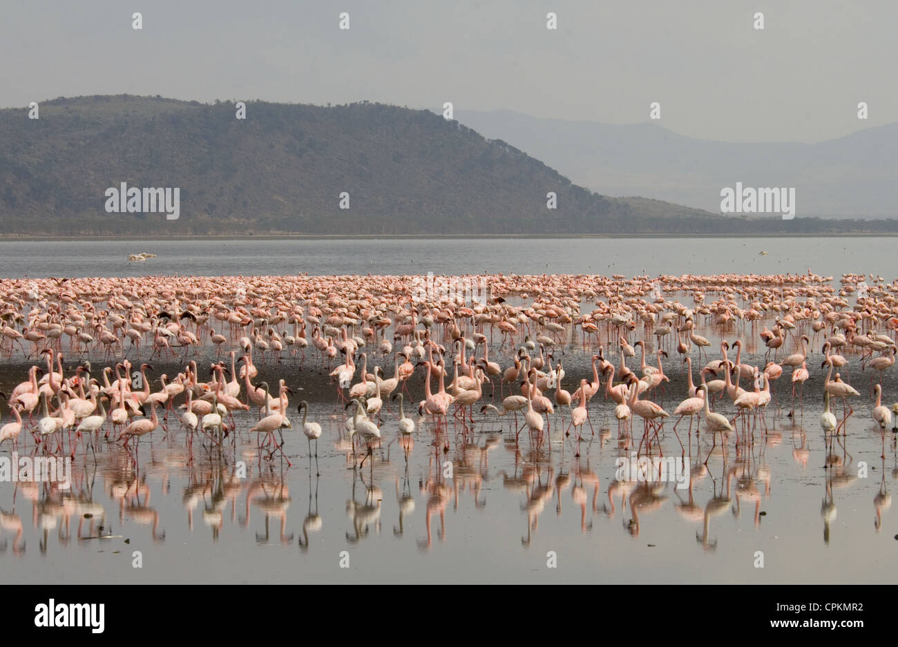 Moindres flamants rose dans le lac Nakuru Banque D'Images