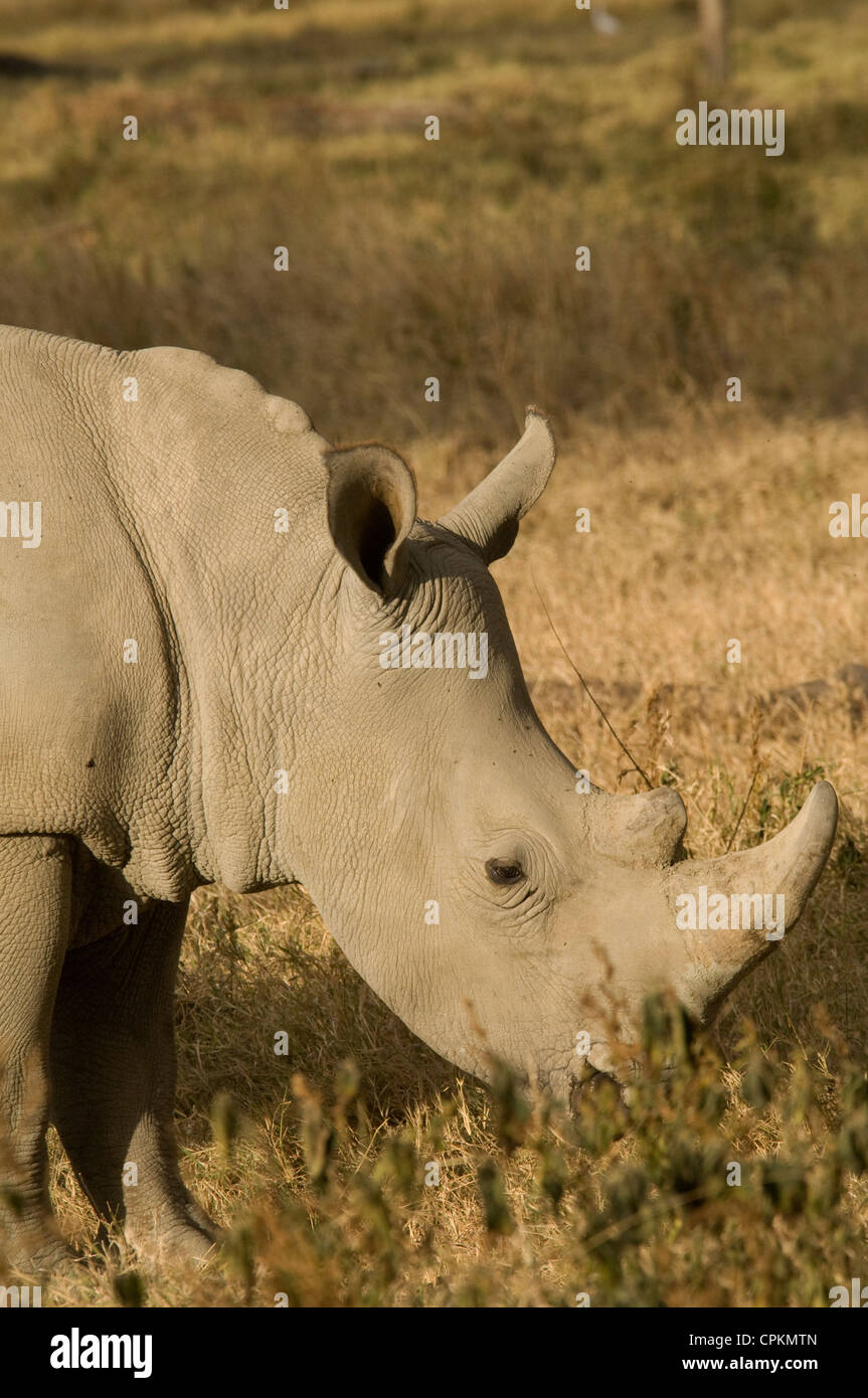 White rhino-pâturage head shot Banque D'Images