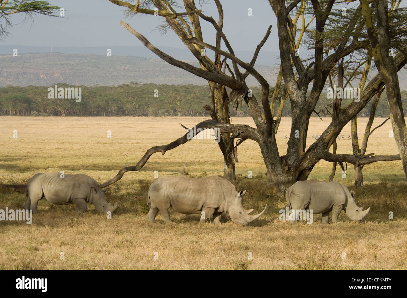 Trois rhinocéros blancs le pâturage Banque D'Images