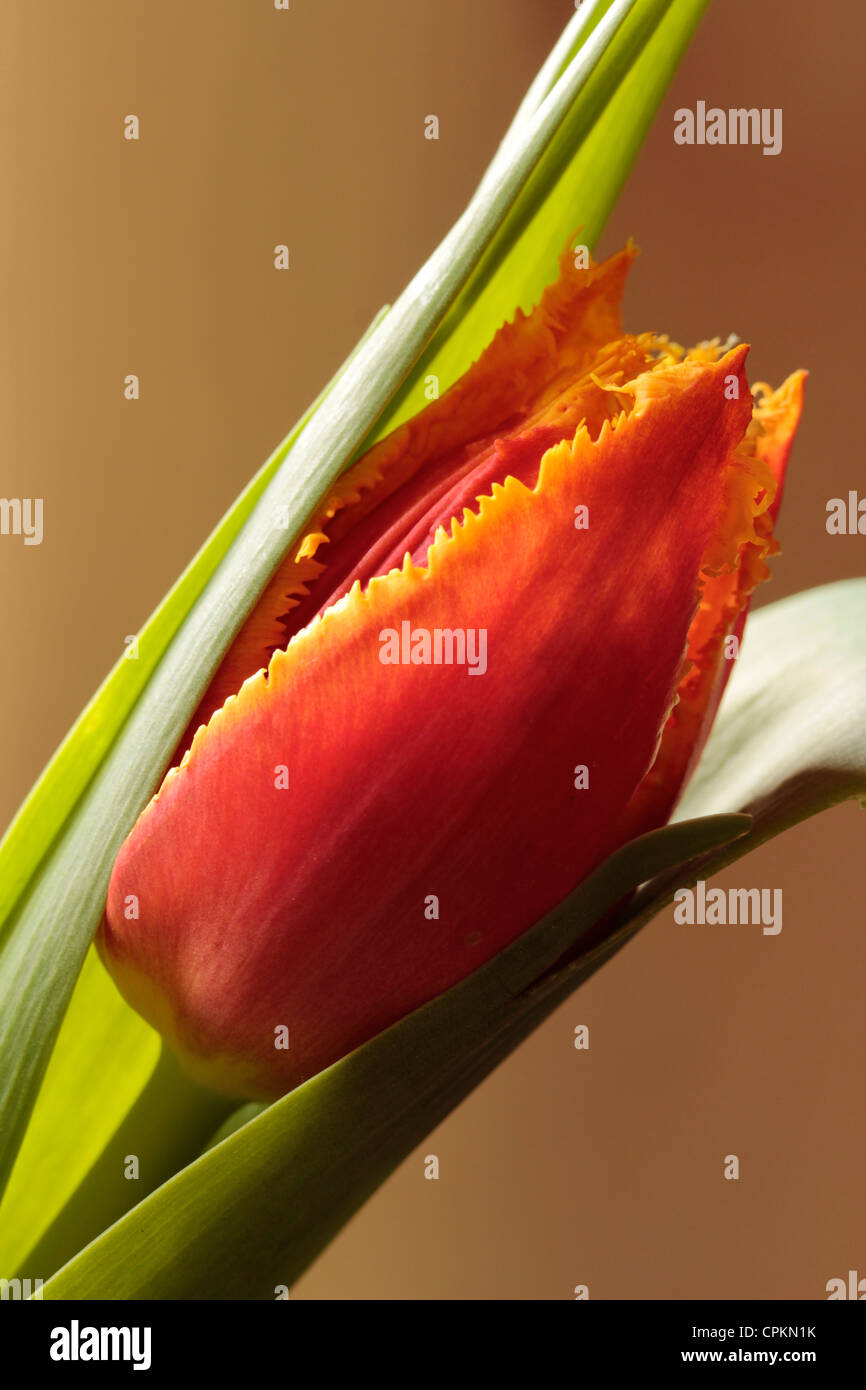 Close-up d'une tulipe dans les feuilles Banque D'Images