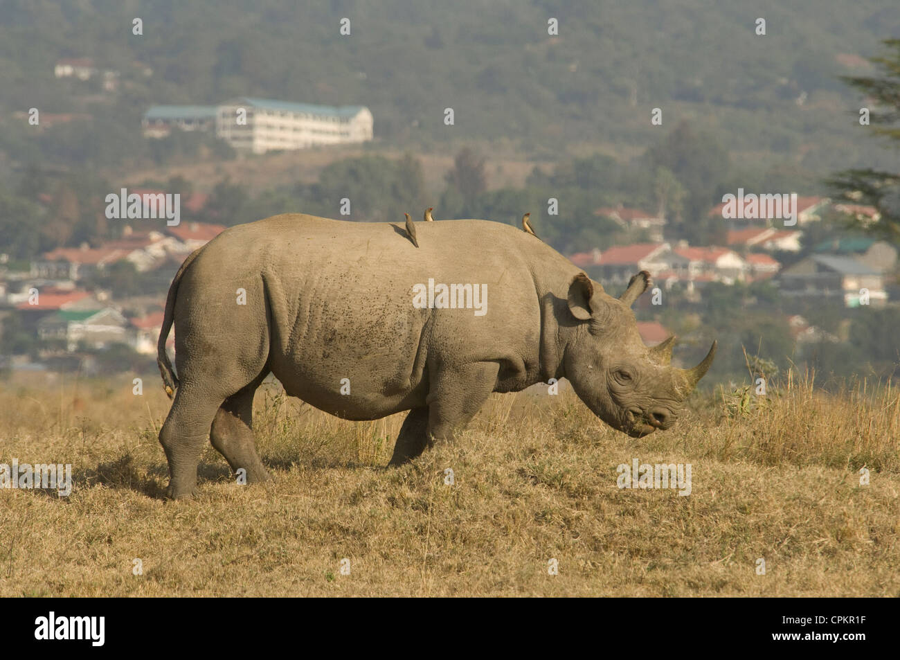 Les rhinocéros noirs et ville de Nakuru en arrière-plan Banque D'Images