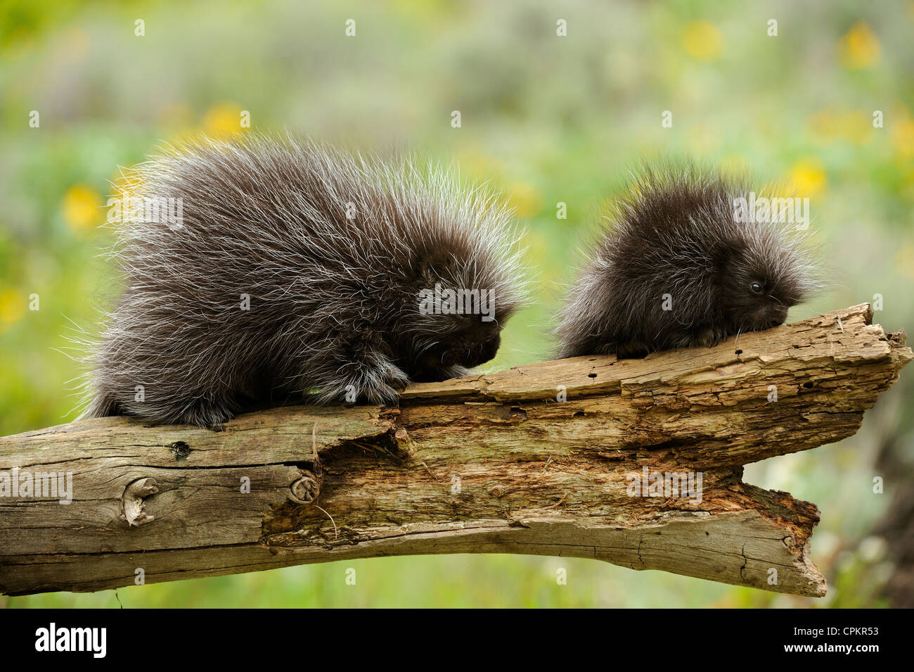 Le Porc Epic Erethizon Dorsatum Bebe Et L Adulte Specimen En Captivite Bozeman Montana Usa Photo Stock Alamy