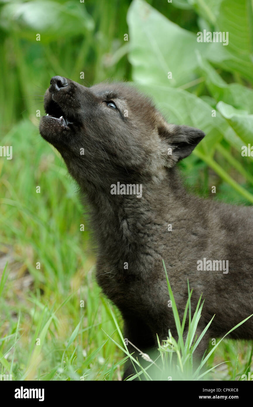 Le Loup Canis Lupus Bebe Hurle Specimen En Captivite Bozeman Montana Usa Photo Stock Alamy