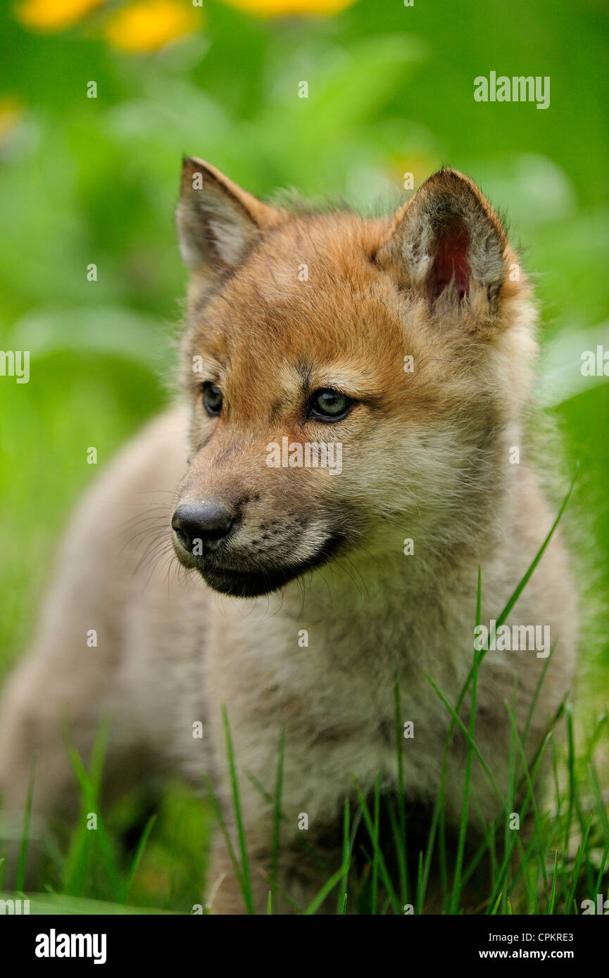 Le Loup Canis Lupus Bebe Hurle Specimen En Captivite Bozeman Montana Usa Photo Stock Alamy