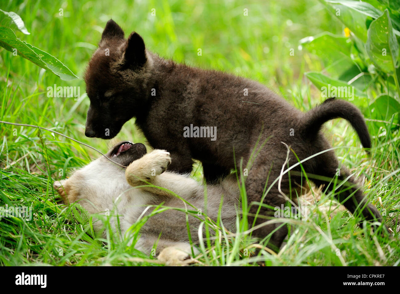 Le Loup Canis Lupus Bebe Hurle Specimen En Captivite Bozeman Montana Usa Photo Stock Alamy Le Loup Canis Lupus Bebe Hurle Specimen En Captivite Bozeman Montana Usa Photo Stock Alamy