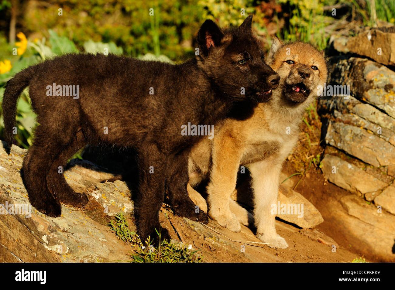 Le loup (Canis lupus) bébés à den- spécimen en captivité, Bozeman, Montana, USA Banque D'Images