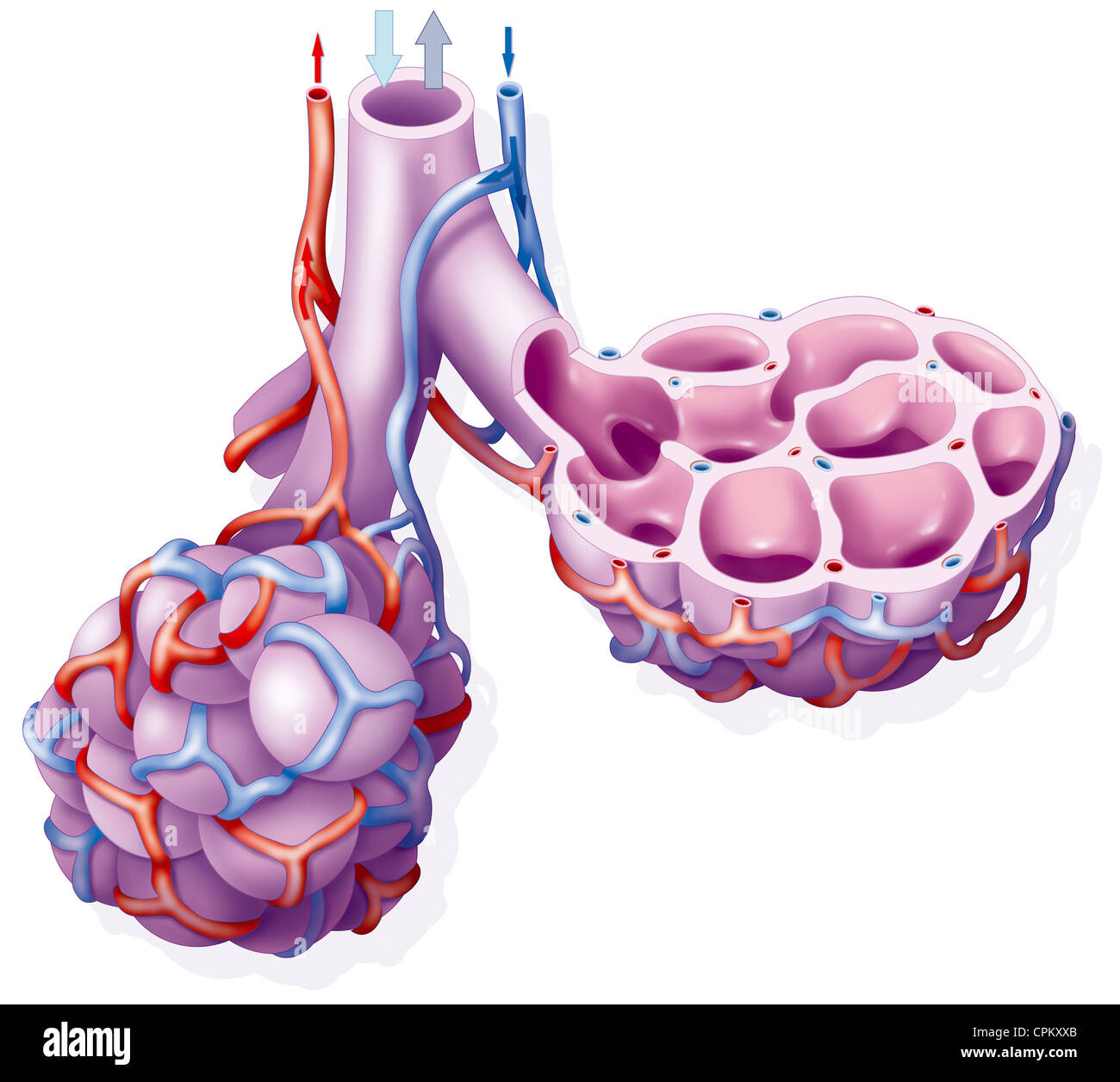 Alvéole pulmonaire, dessin Banque D'Images