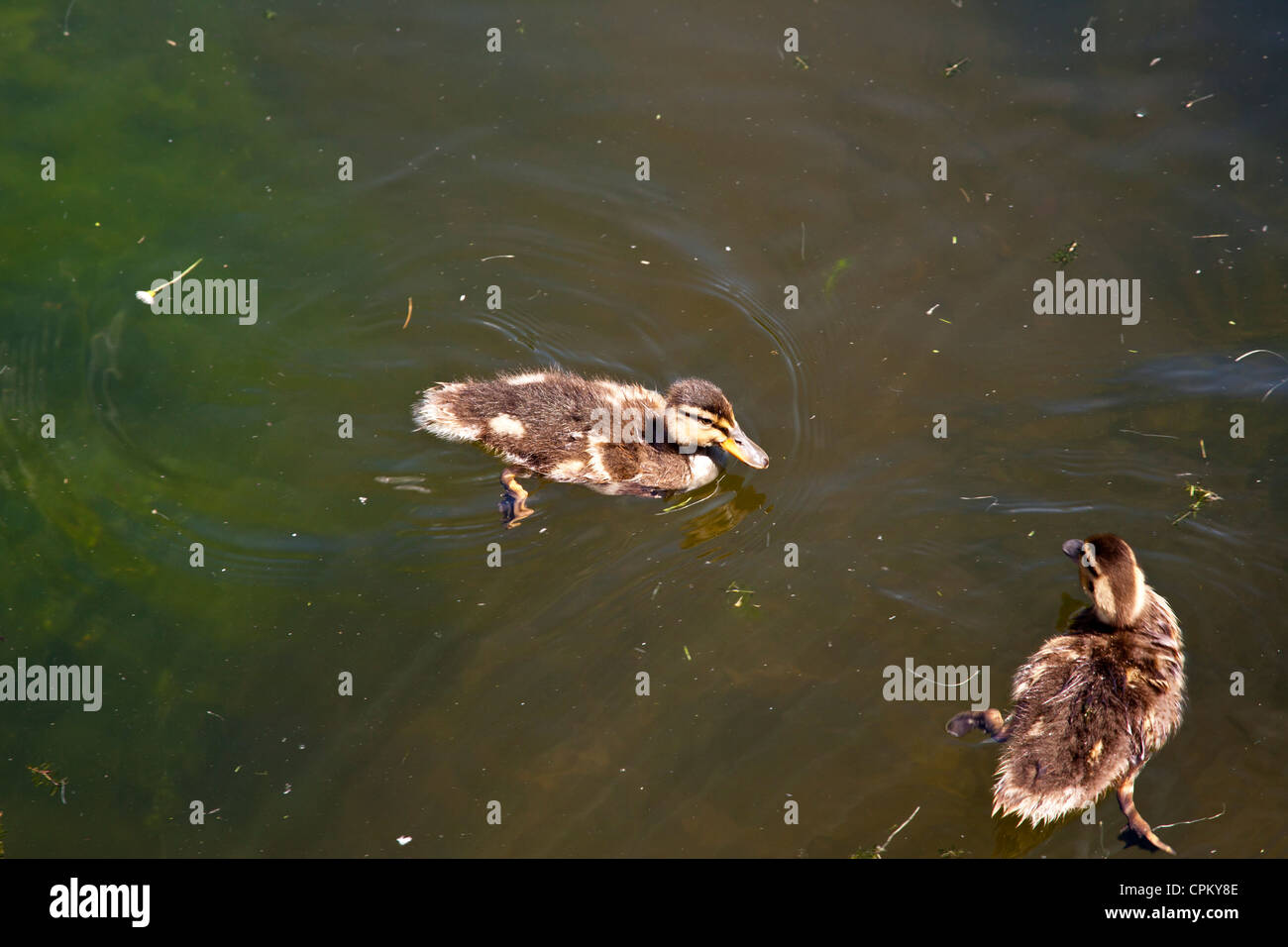 Deux canards colvert bébé canetons, nager dans l'étang. Banque D'Images