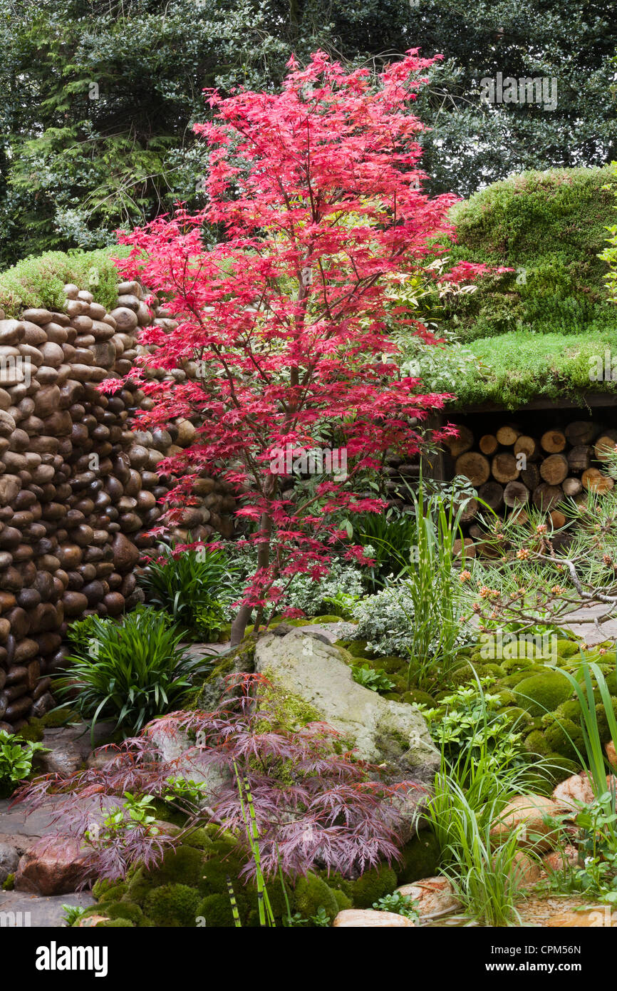 Acer avec feuillage rouge au Chelsea Flower Show 2012 - La vie de Satoyama Banque D'Images