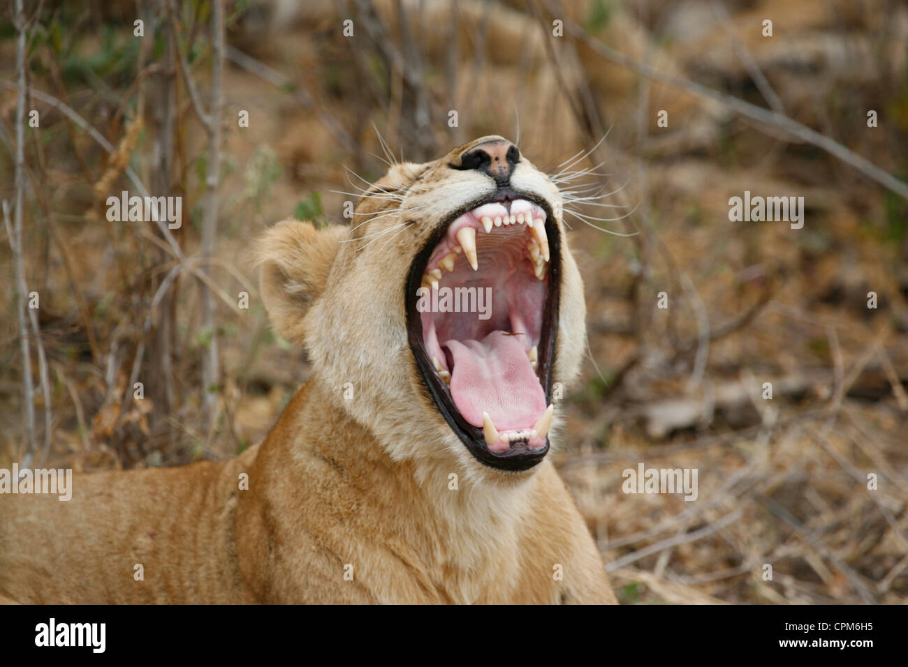 LION Banque D'Images