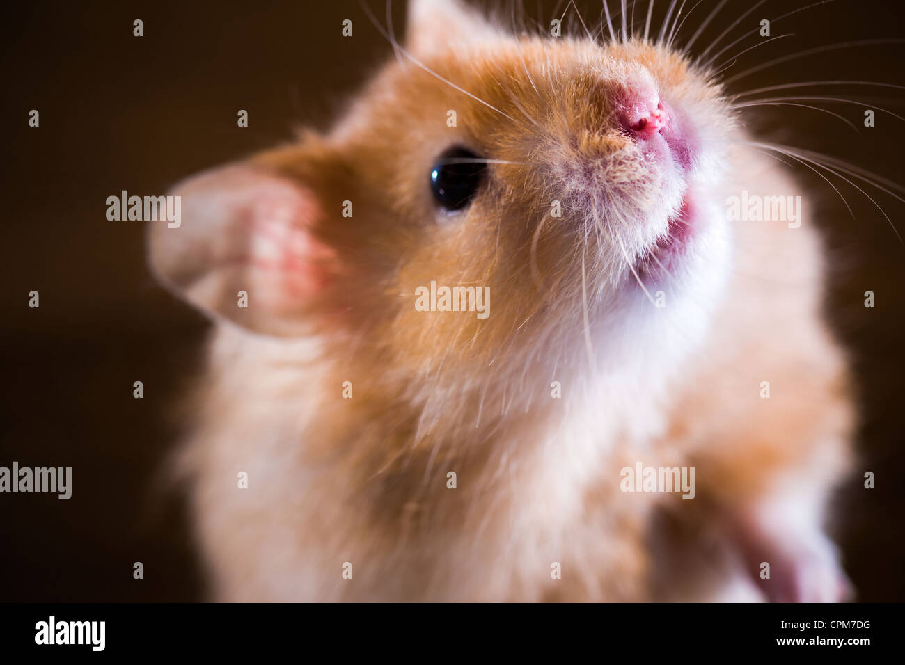 Hamster Banque D'Images