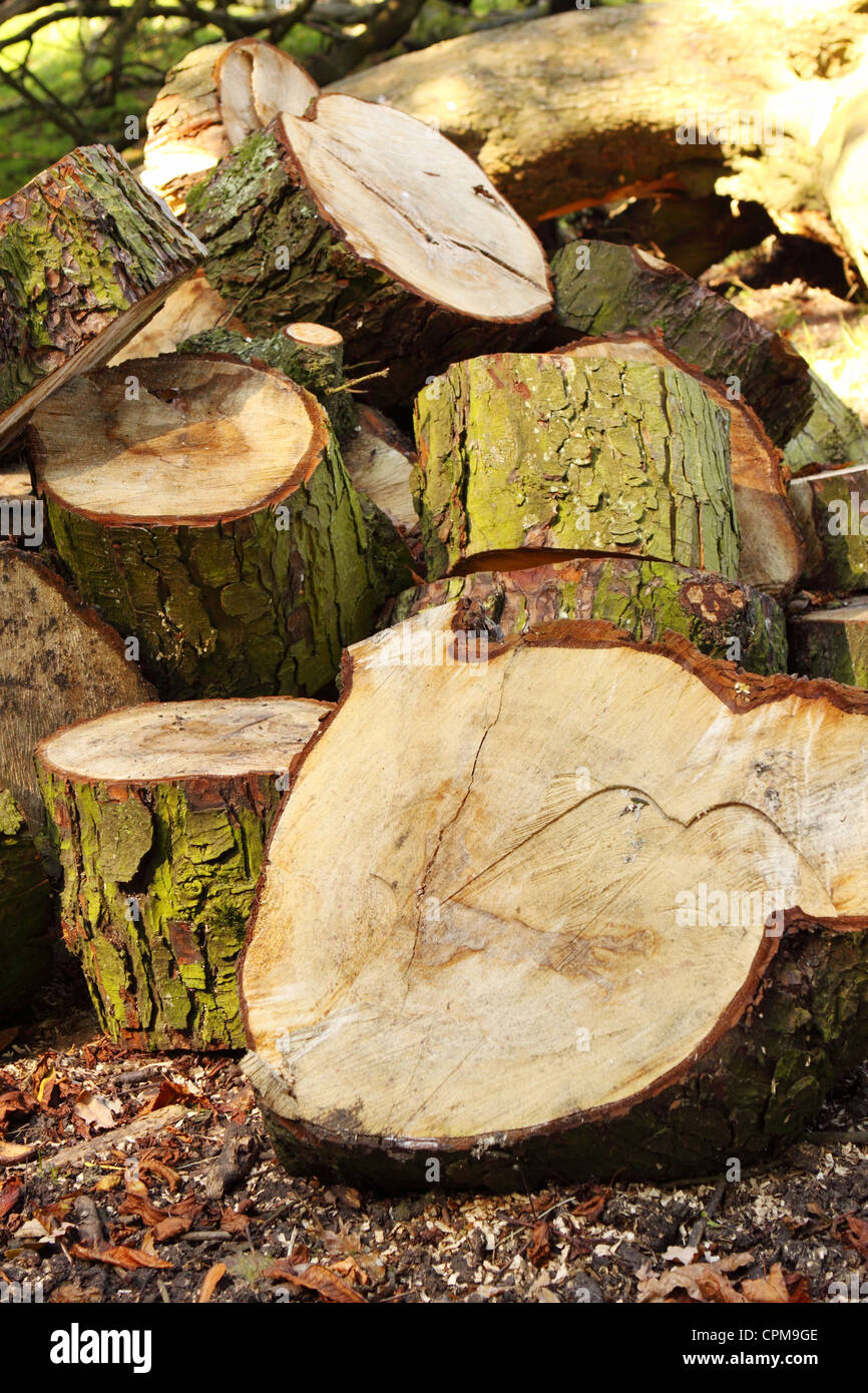 Sciage arbre tombé en morceaux de bois Banque D'Images