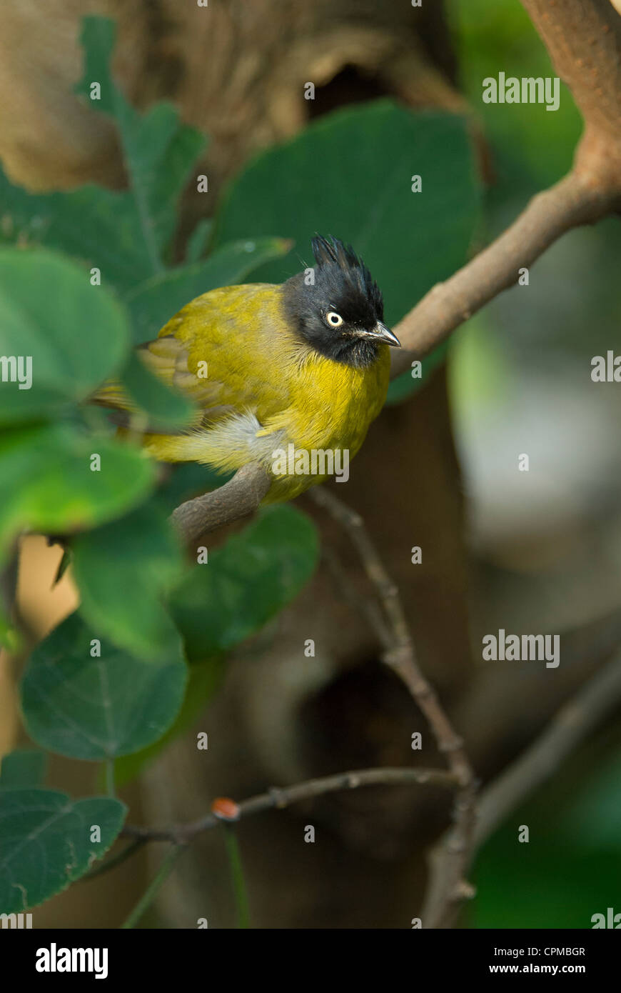 Le bulbul noir jaune. Pycnonotus melanicterus. Banque D'Images