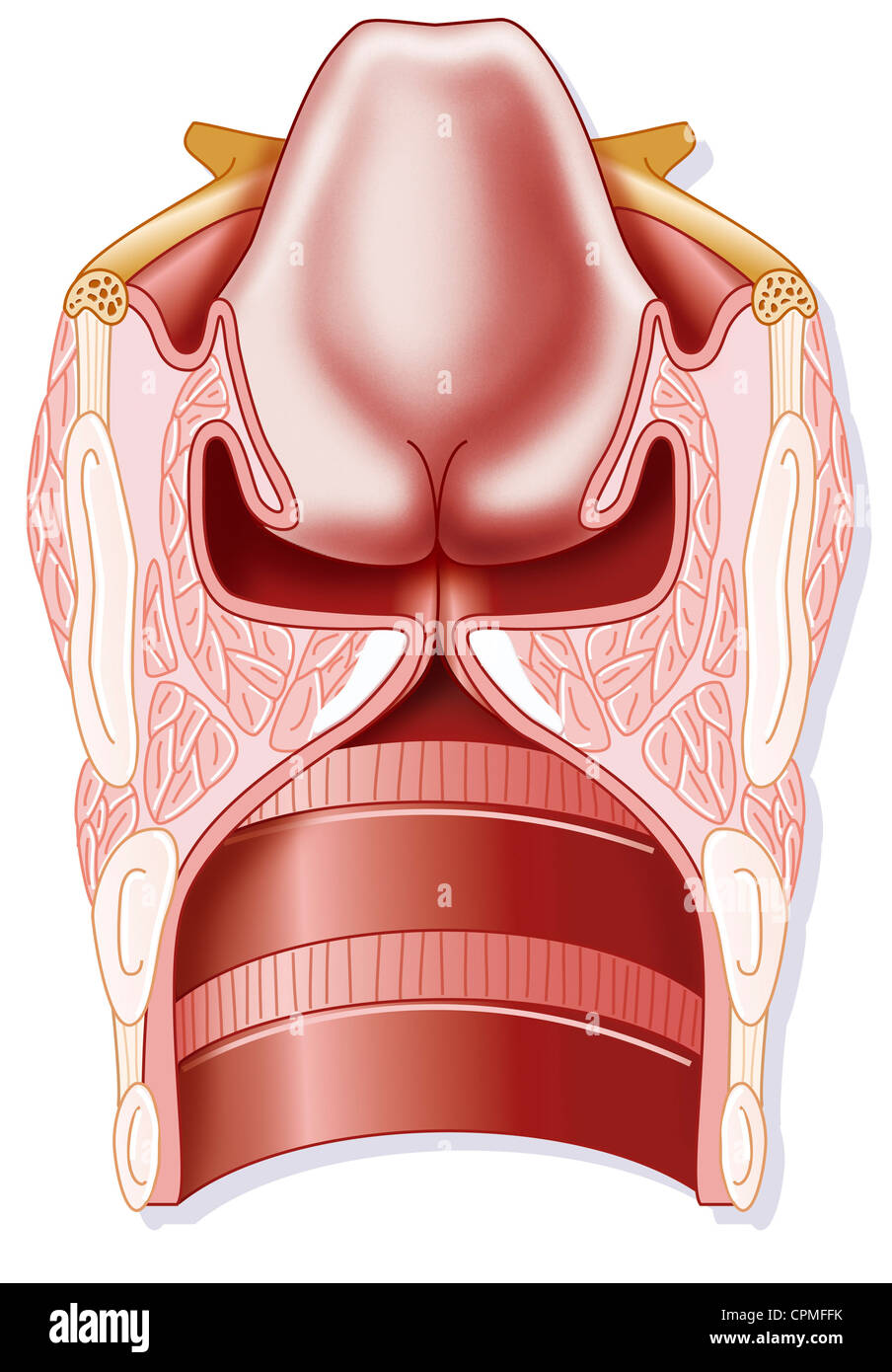 LARYNX, DESSIN Banque D'Images