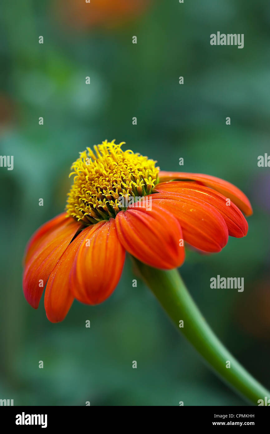 Orange Coneflower, échinacée, portrait, Close up Banque D'Images