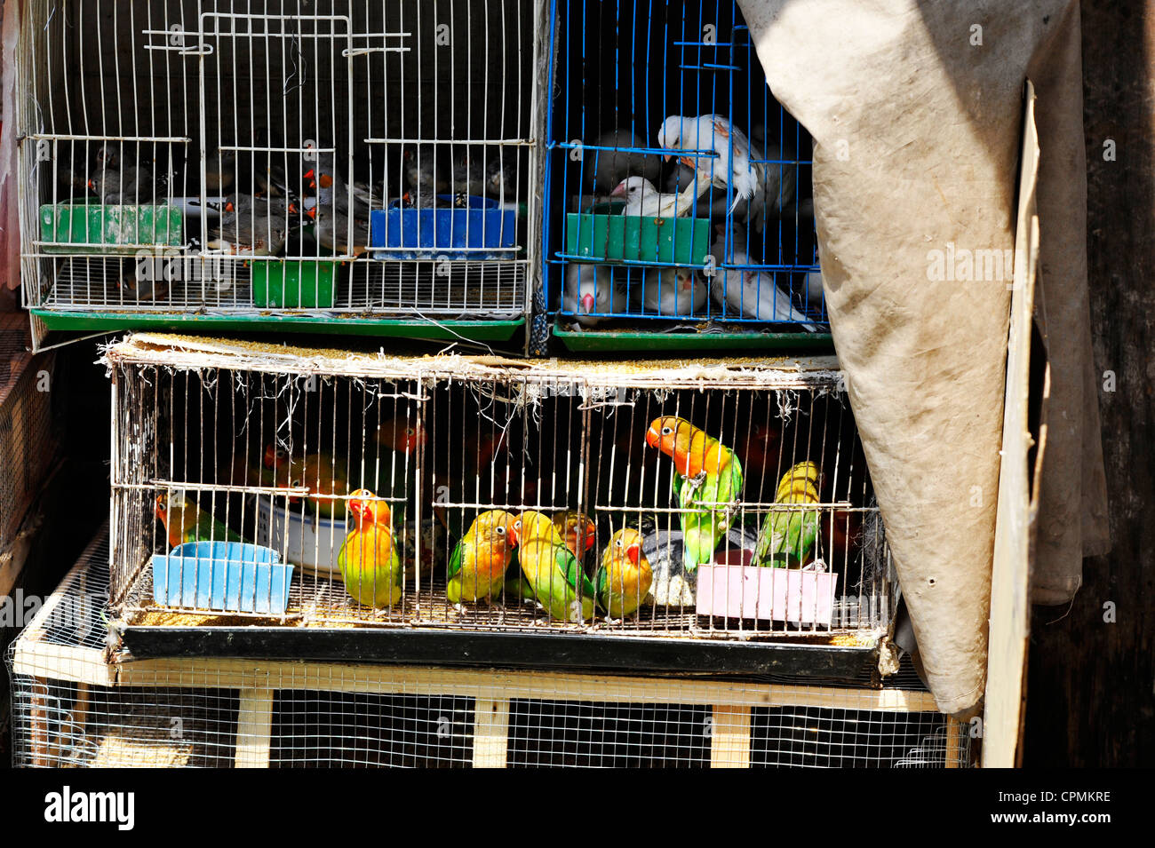Oiseaux De Cage à Vendre Sur Le Marché Du Pet Salon De