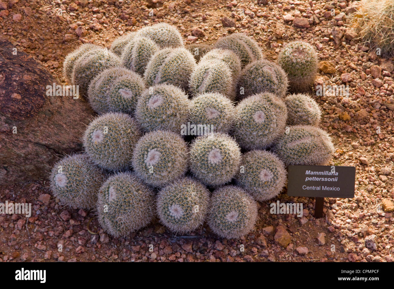 Mammillaria cactus -- au Jardin botanique du Désert, Phoenix, AZ, États-Unis d'Amérique. Banque D'Images