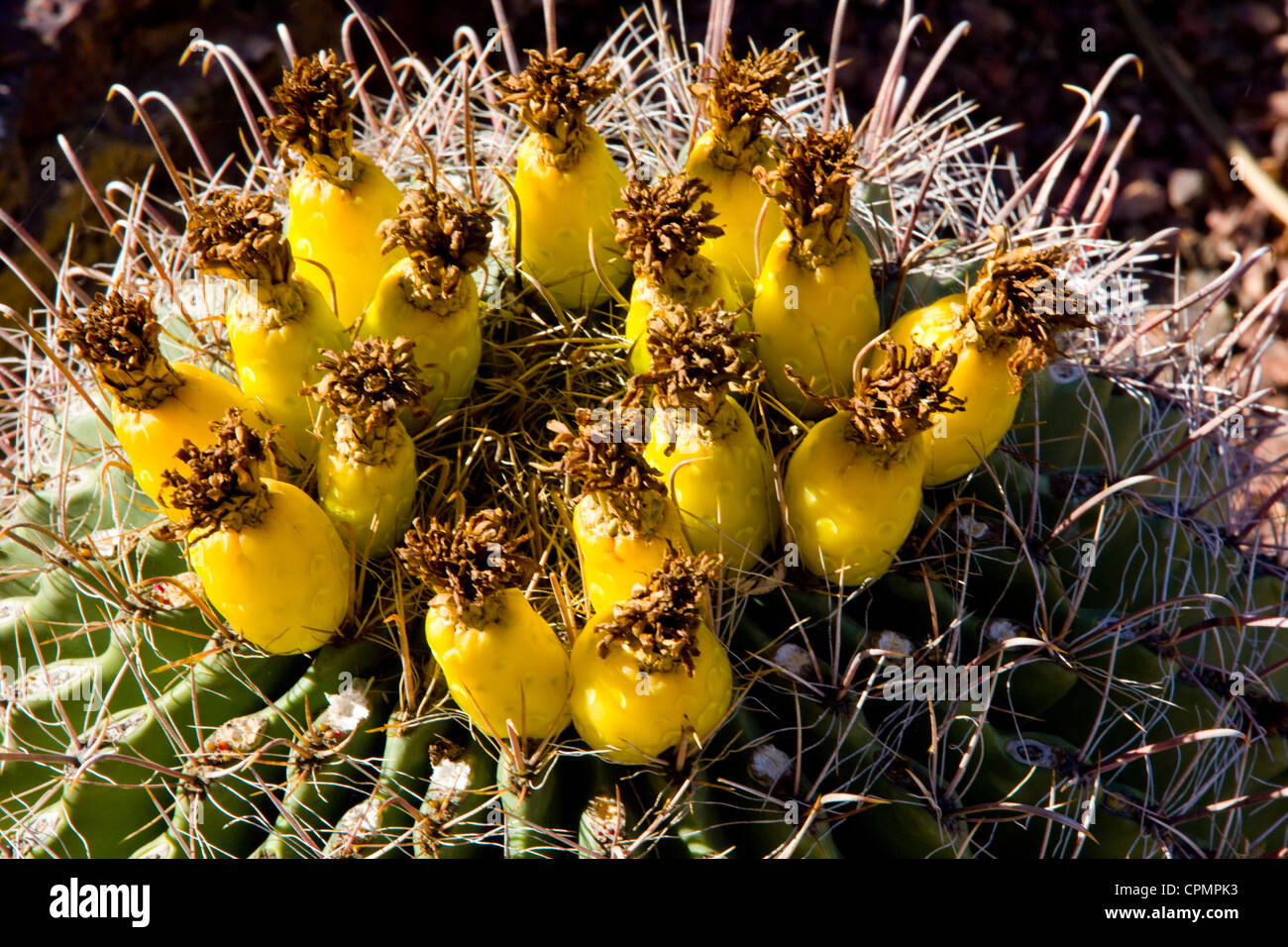 Barrel cactus au Jardin botanique du Désert, Phoenix, AZ, États-Unis d'Amérique. Banque D'Images