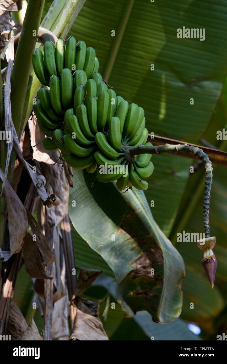 Plant de banane avec une grappe de mûrissement des fruits. Banque D'Images