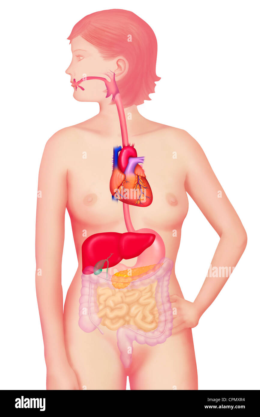 Système digestif, ILLUSTRATION Banque D'Images