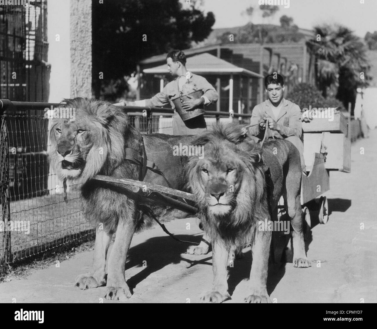 Les Lions d'un zoo, 1935 Banque D'Images