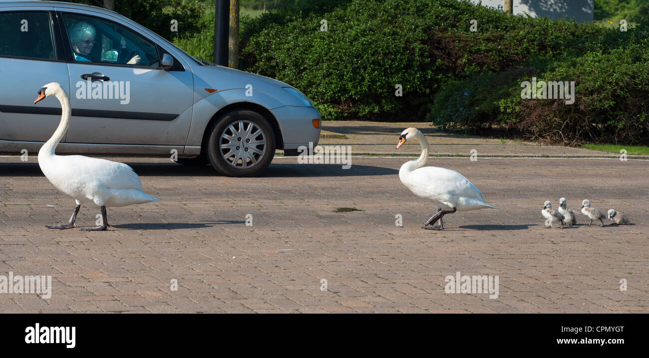 Famille de cygnes traverser la route. Cambourne, Angleterre. Banque D'Images