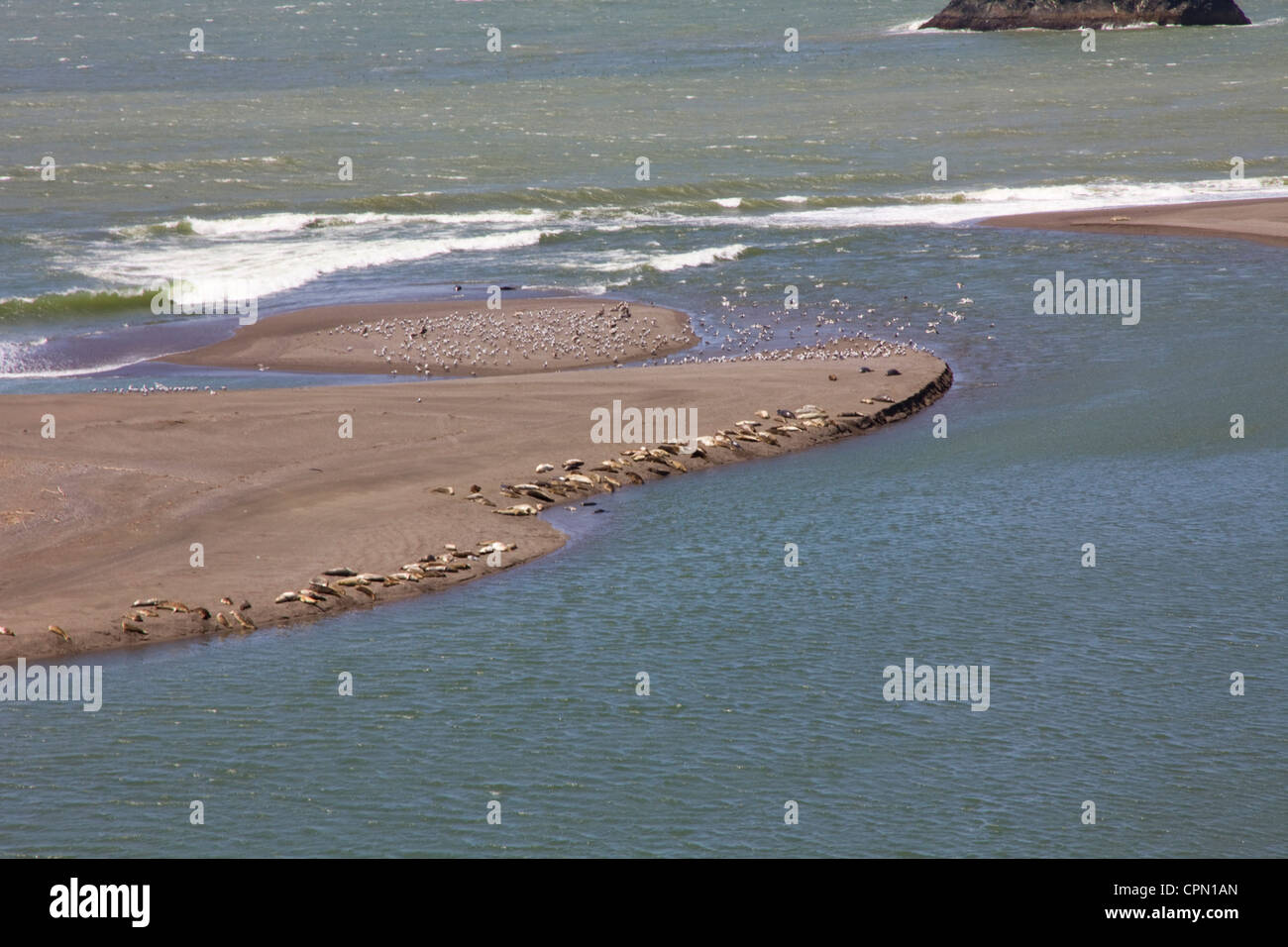 Les lions de mer de Californie se rassemblent sur les bancs de sable où la Fédération de fleuve se jette dans l'océan Pacifique à Jenner, CA, USA. Banque D'Images