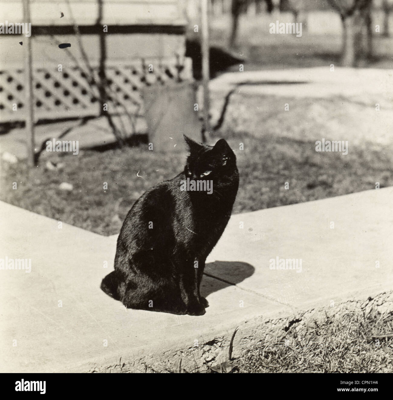 Black Cat de décider où aller Banque D'Images