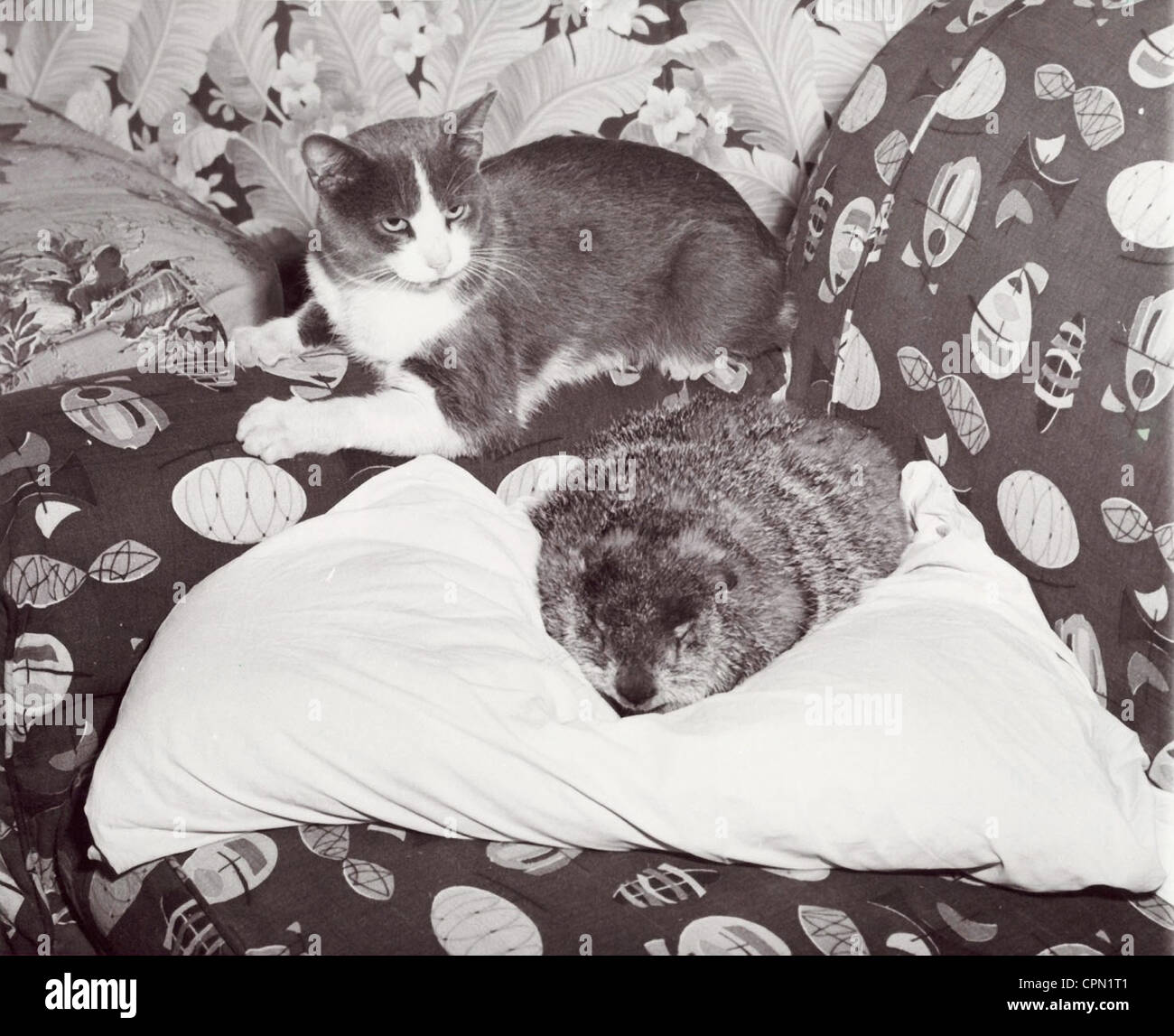 Cat & marmotte commune sieste ensemble Banque D'Images
