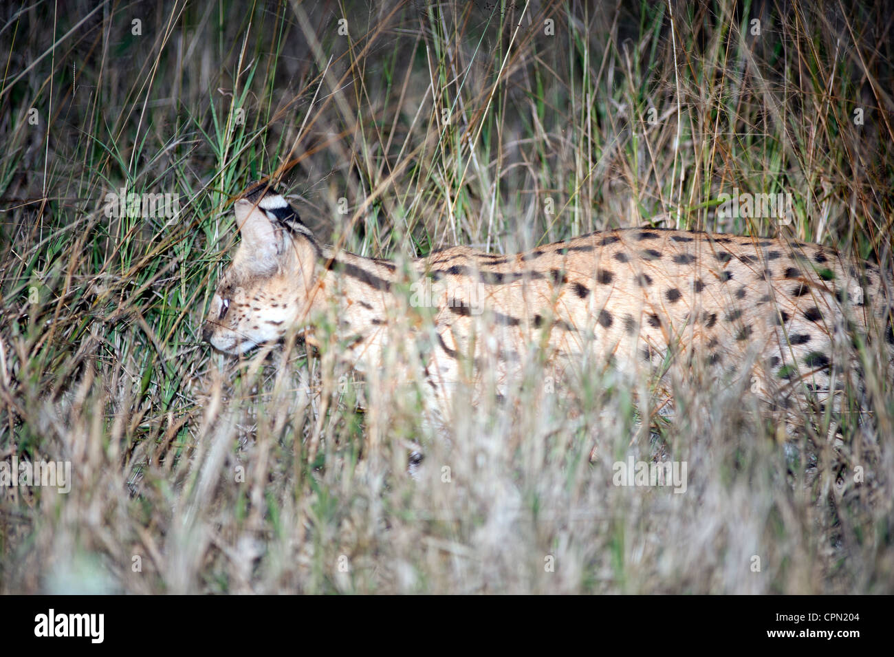 Chat Serval Rare chasse la nuit dans la prairie de Thornybush Game Reserve, Kruger, Afrique du Sud Banque D'Images