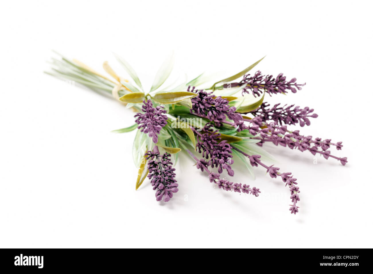 Fleur de Lavande sur un fond blanc Banque D'Images