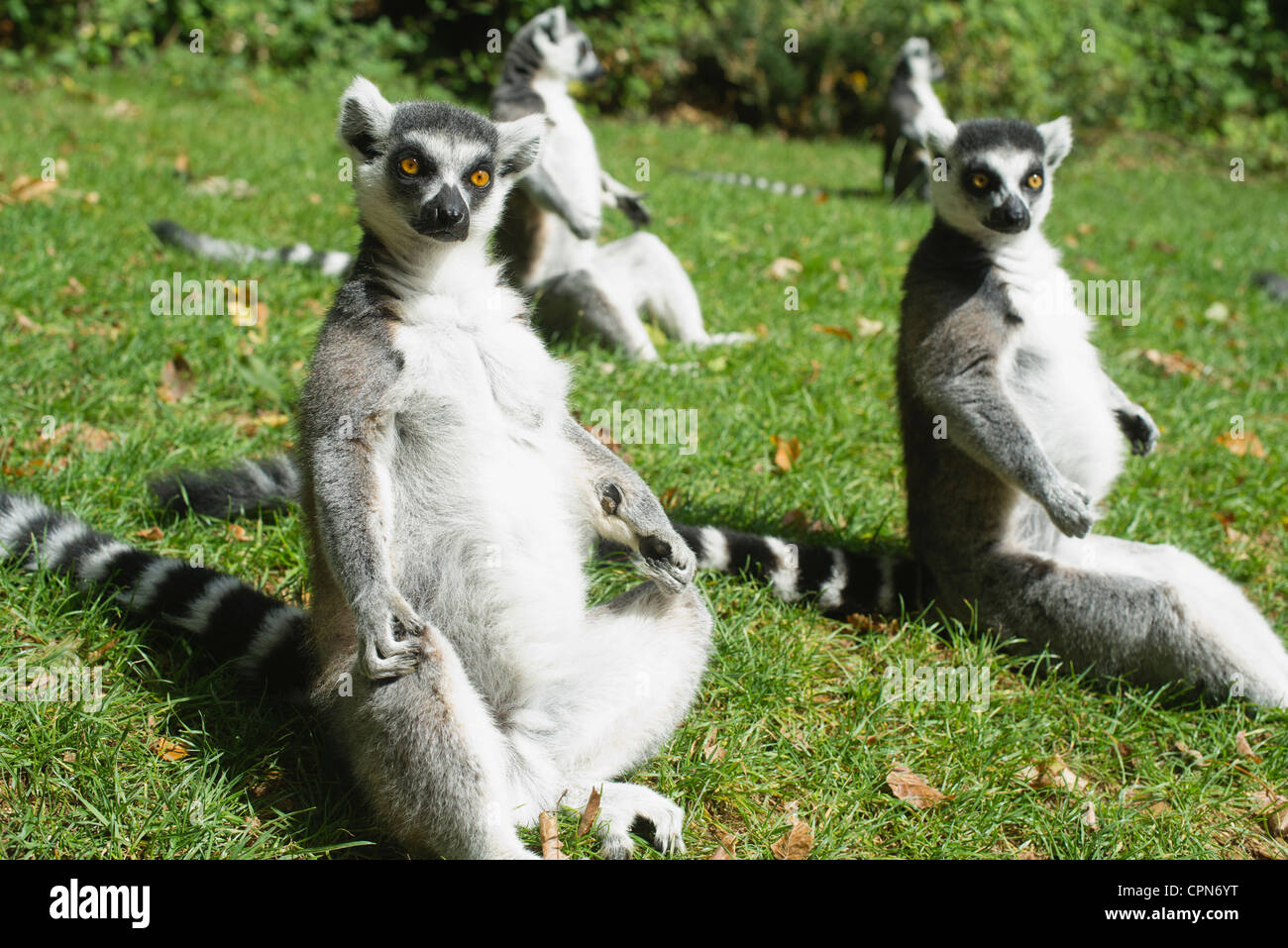 Ring-tailed lémuriens (Lemur catta) Banque D'Images