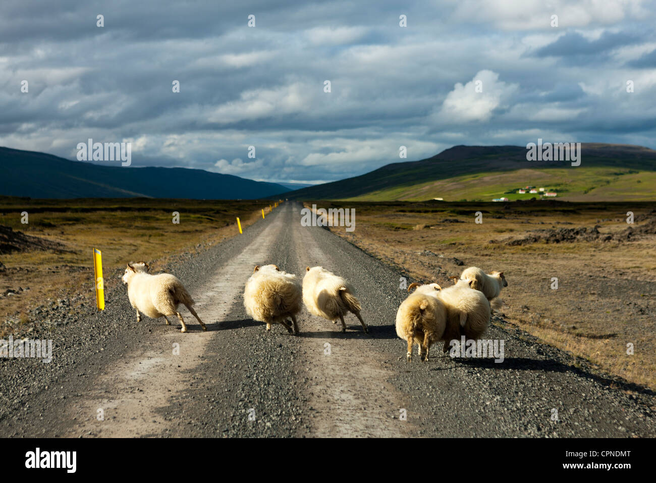 L'Islande, les moutons s'exécutant sur gravier, vue arrière Banque D'Images