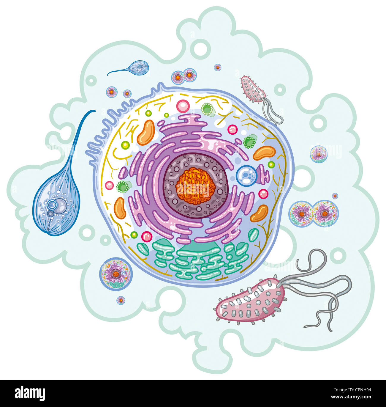CELLULE, DESSIN Banque D'Images